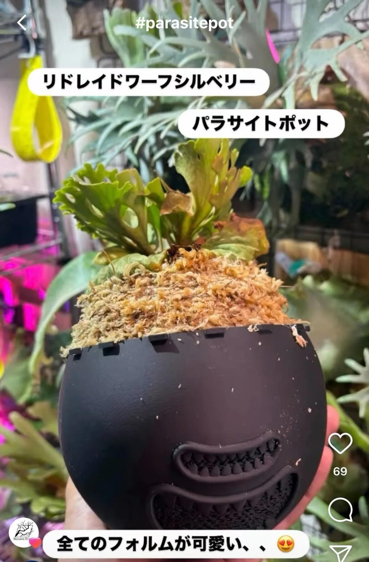 @smith_poecilotheria