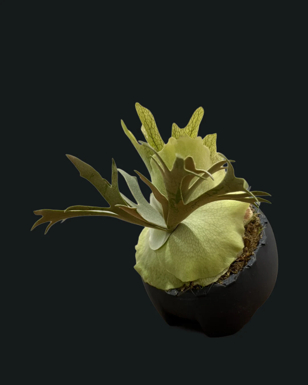 PARASITE POT — ビカクシダのために設計された3Dプリント鉢