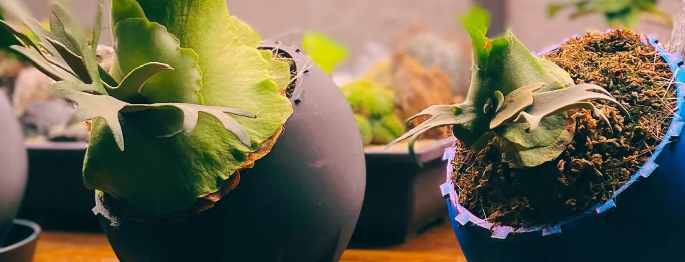 PARASITE POTに植えたビカクシダの完成株（正面）