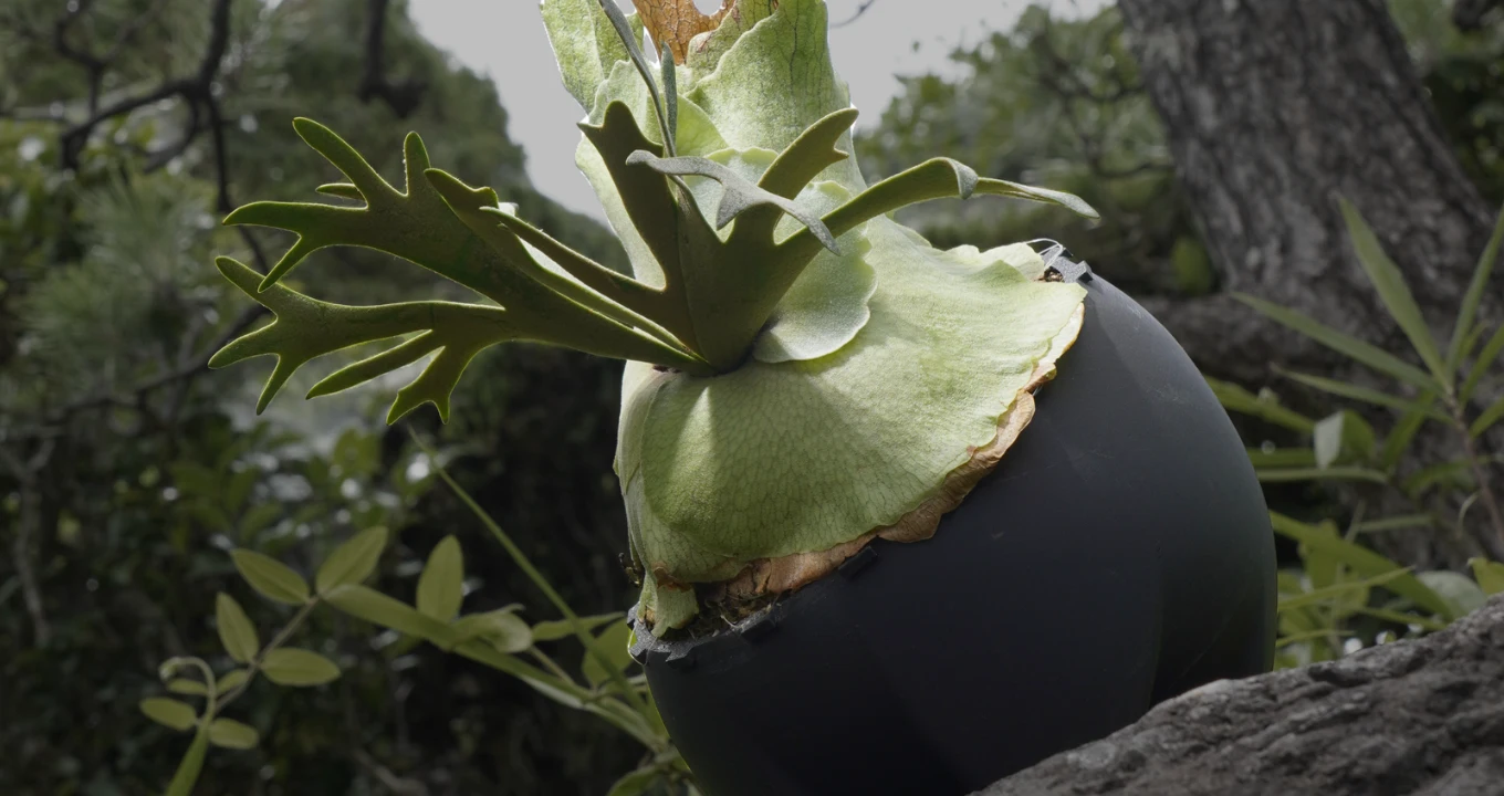 貯水葉と胞子葉が広がった成熟したビカクシダとPARASITE POT